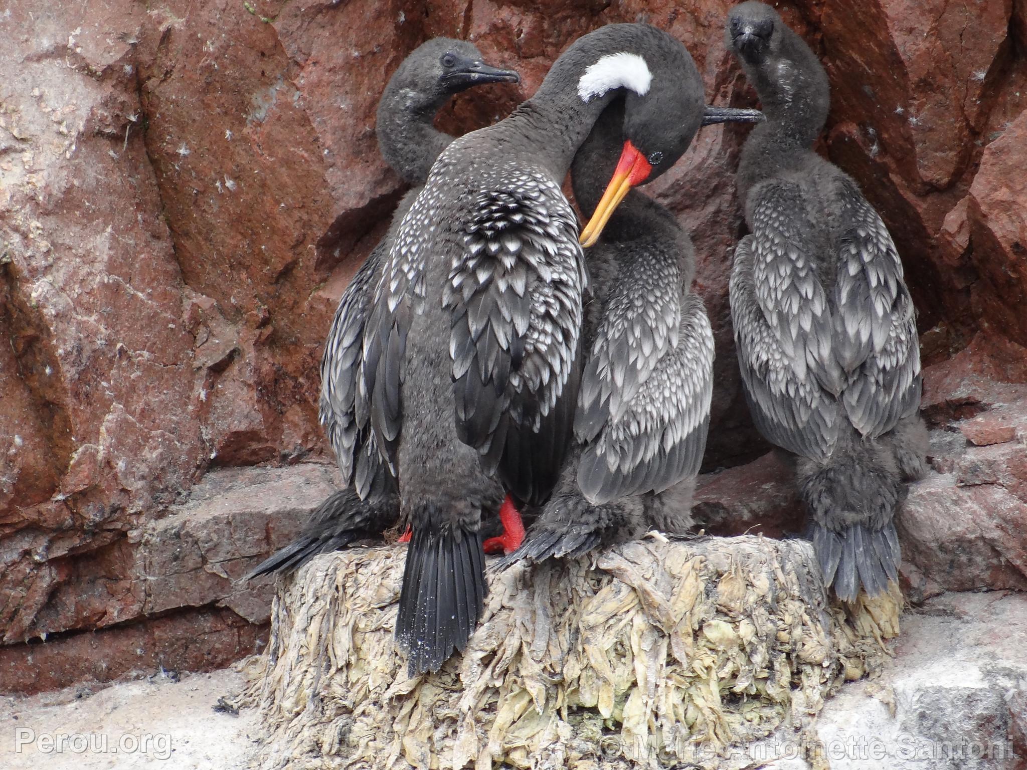 Iles Ballestas, Paracas