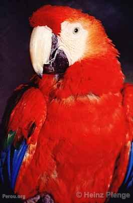 Perroquet Ara ou Guacamayo