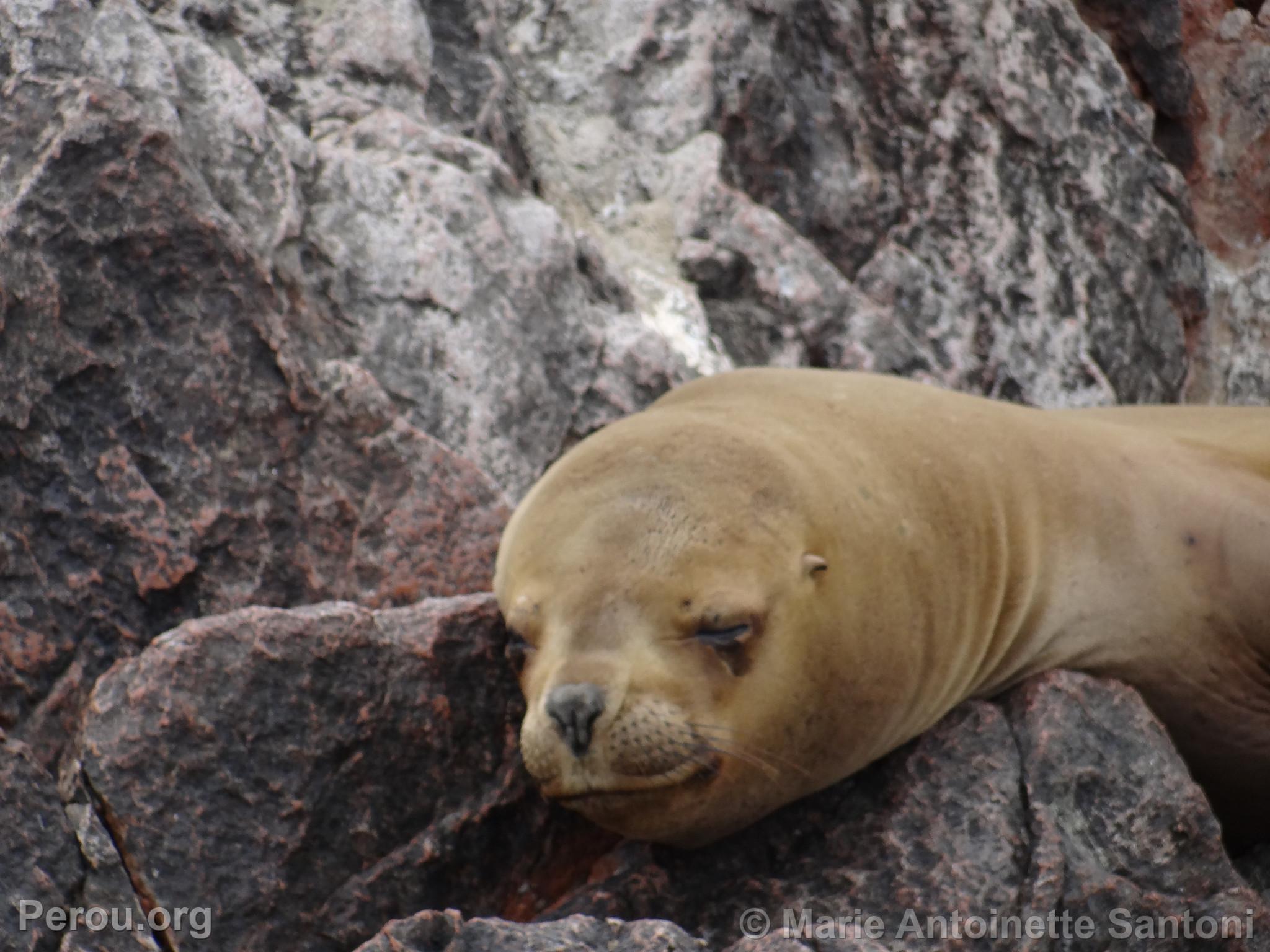 Iles Ballestas, Paracas