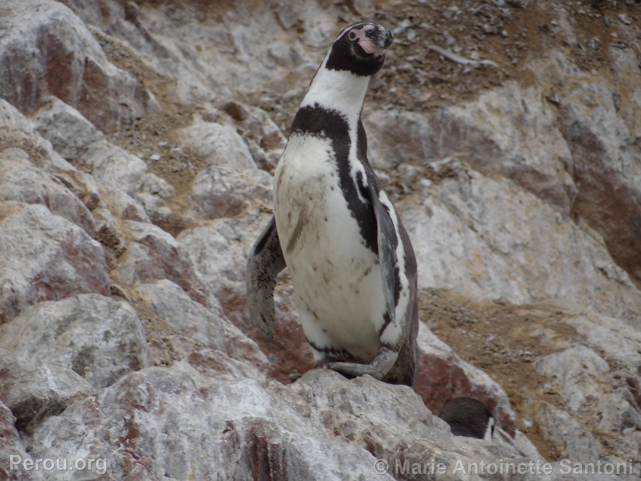 Iles Ballestas, Paracas