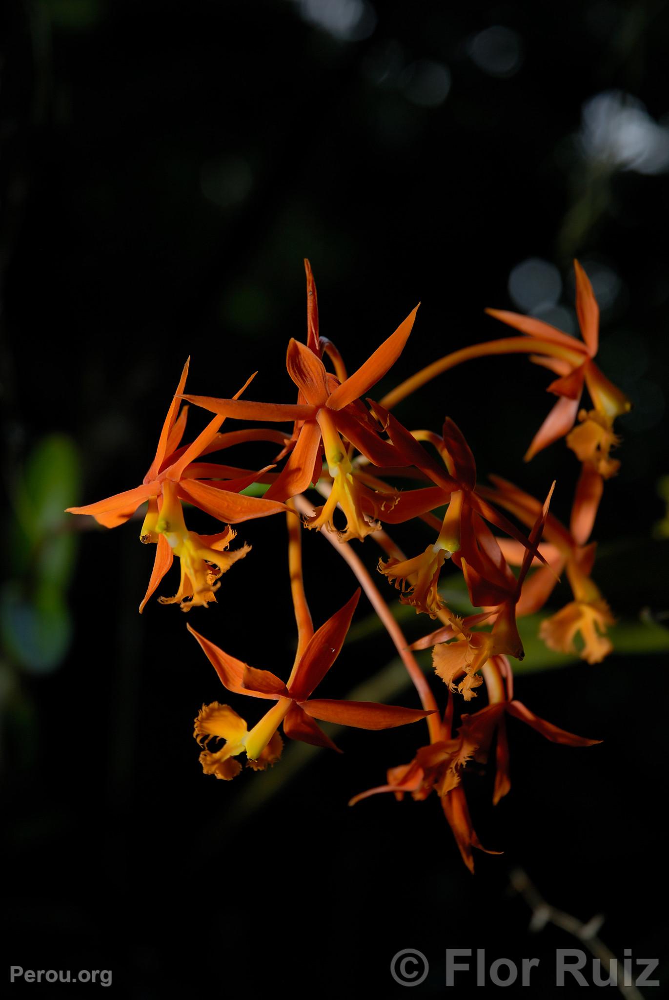 Orchidée