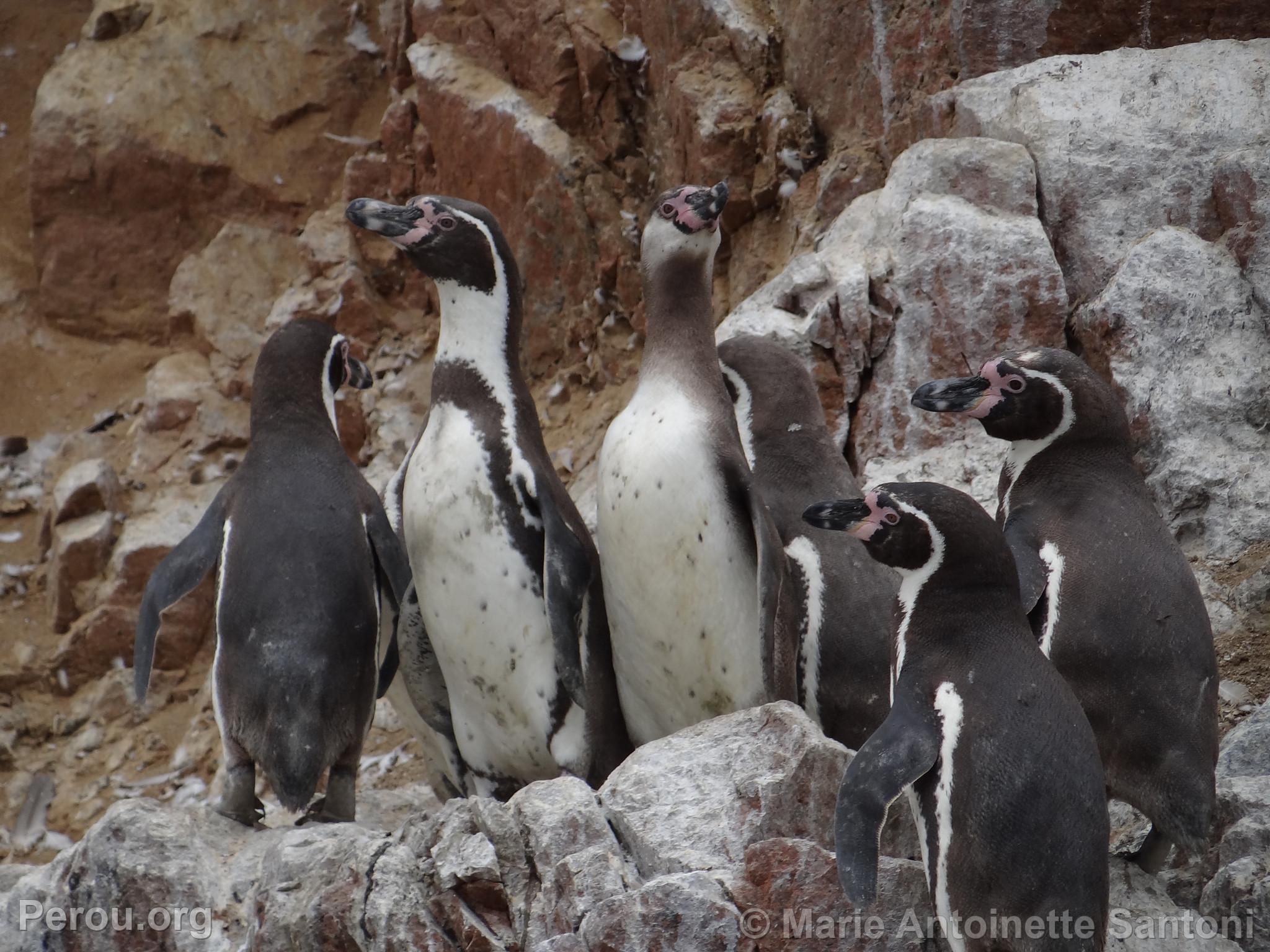 Iles Ballestas, Paracas