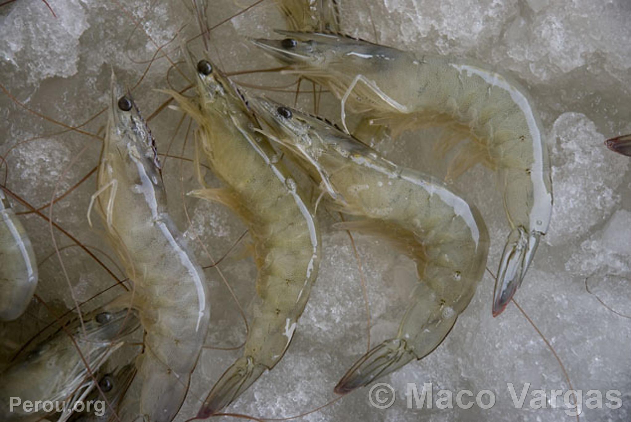 Langoustine