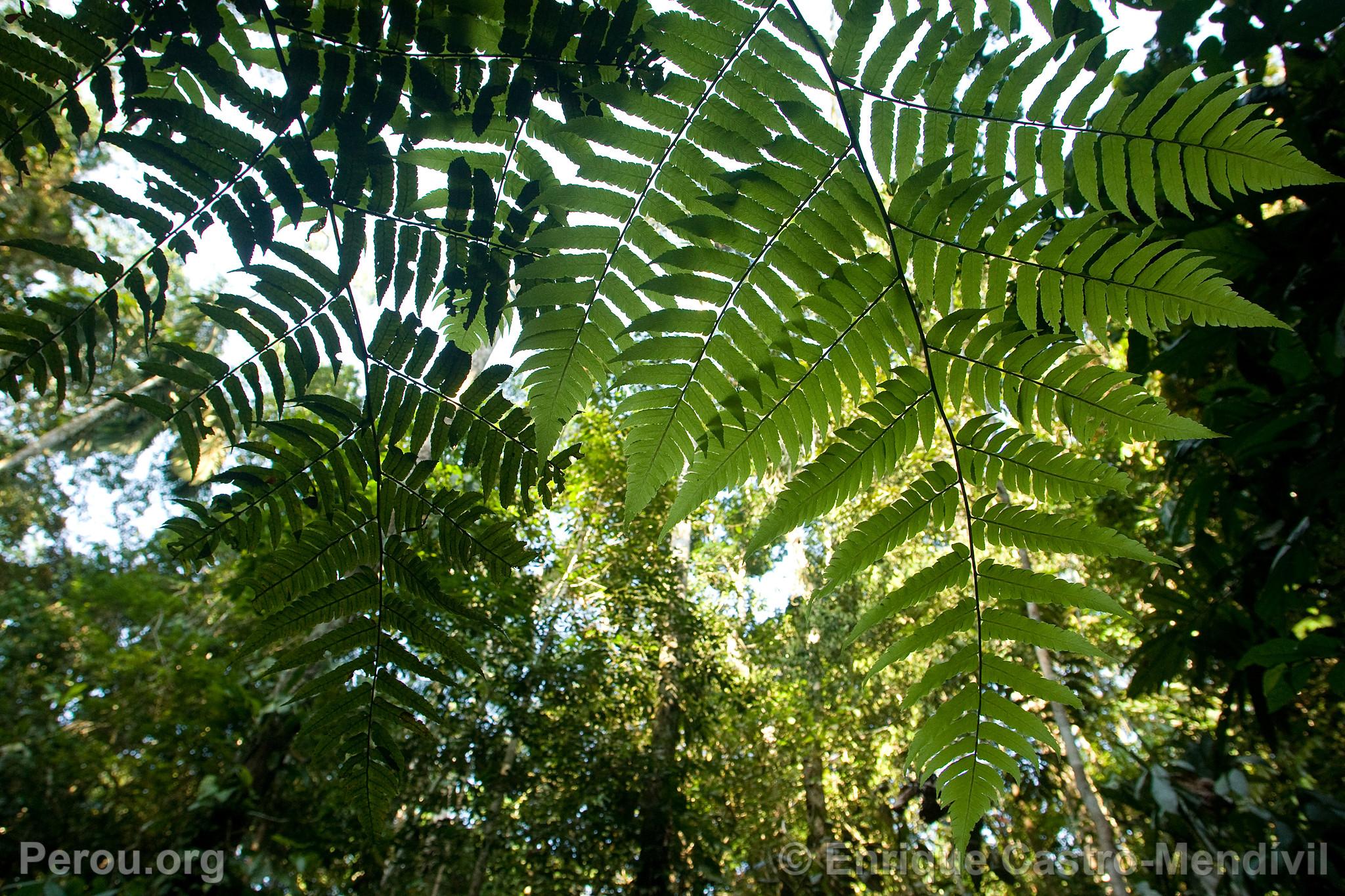 Parc National du Manu