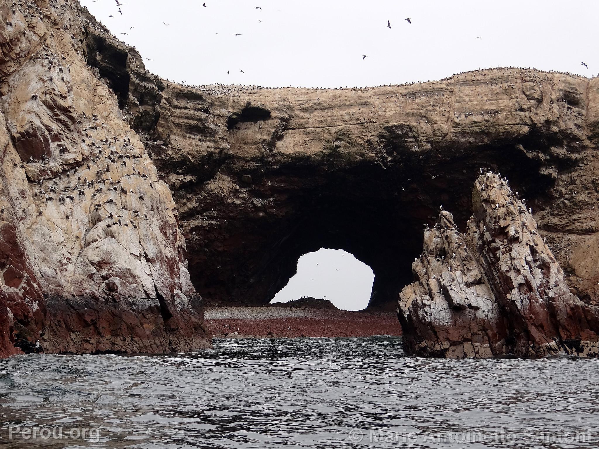 Iles Ballestas, Paracas