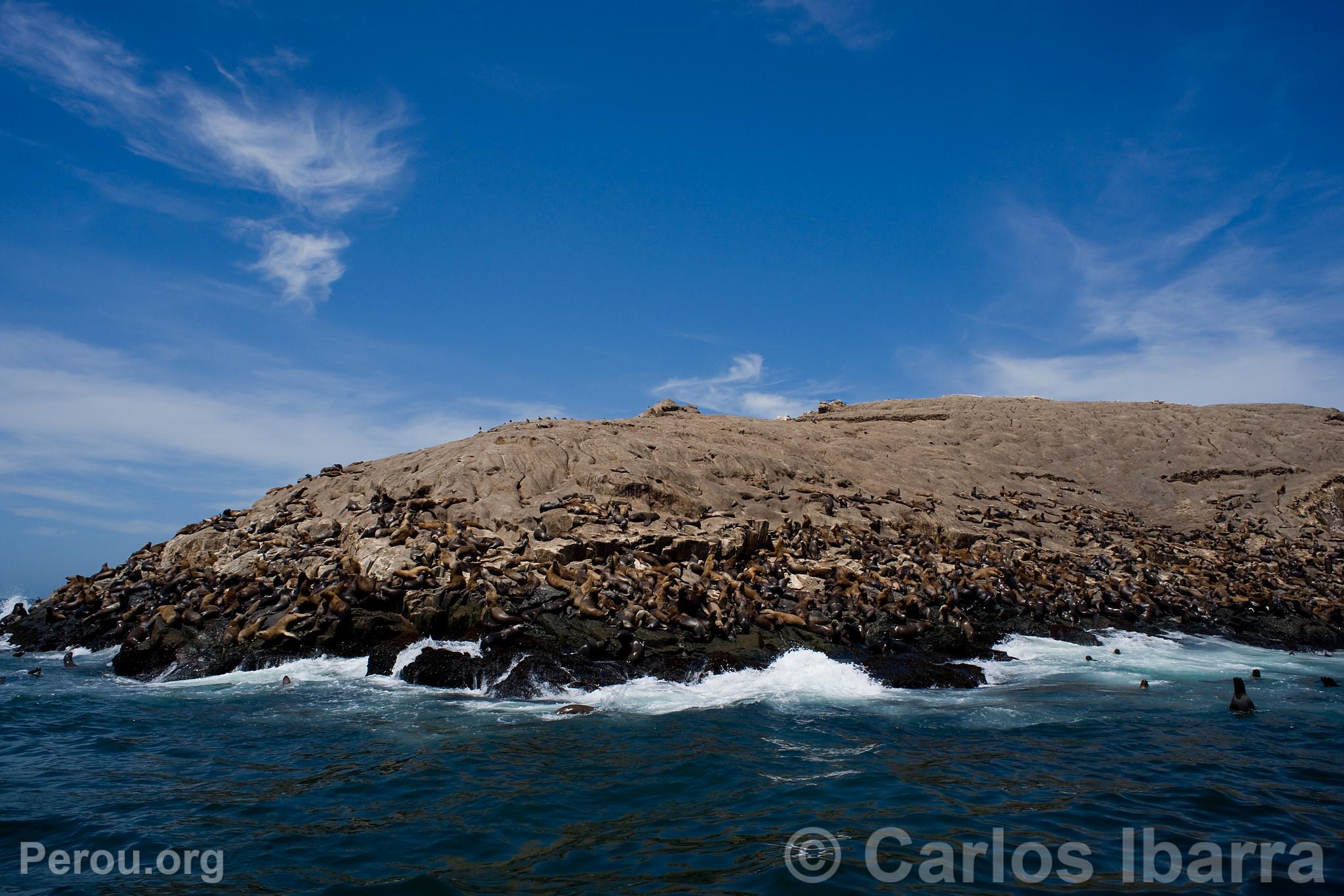 Loups marins aux îles Palomino, Callao