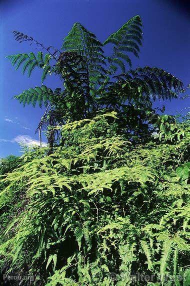 Fougère arborescente