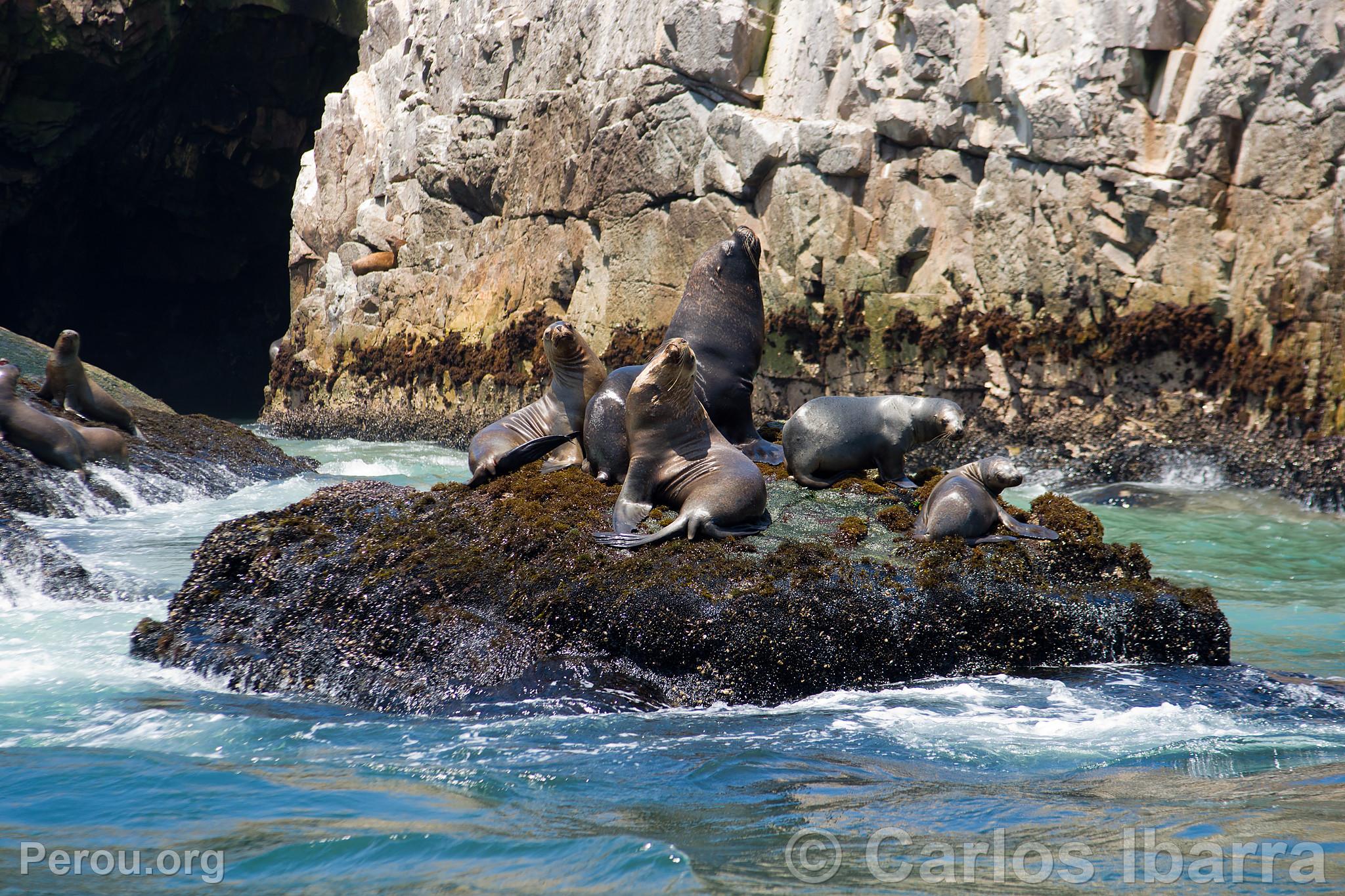 Loups marins aux îles Palomino, Callao