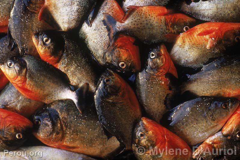 Piranhas