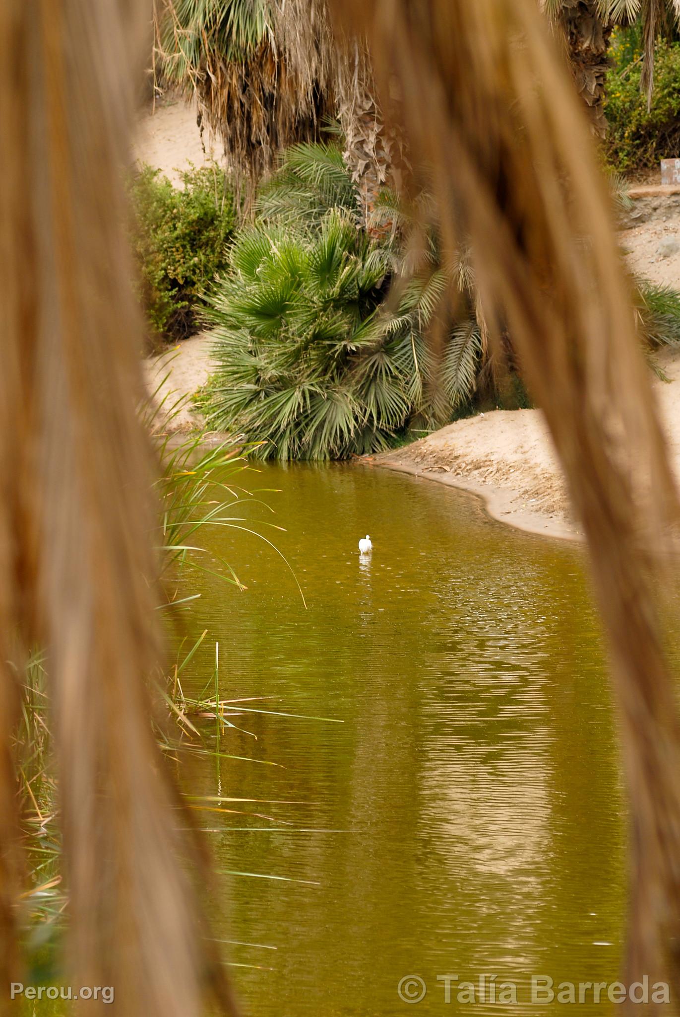 Lagune de Huacachina