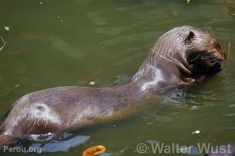 Loutre