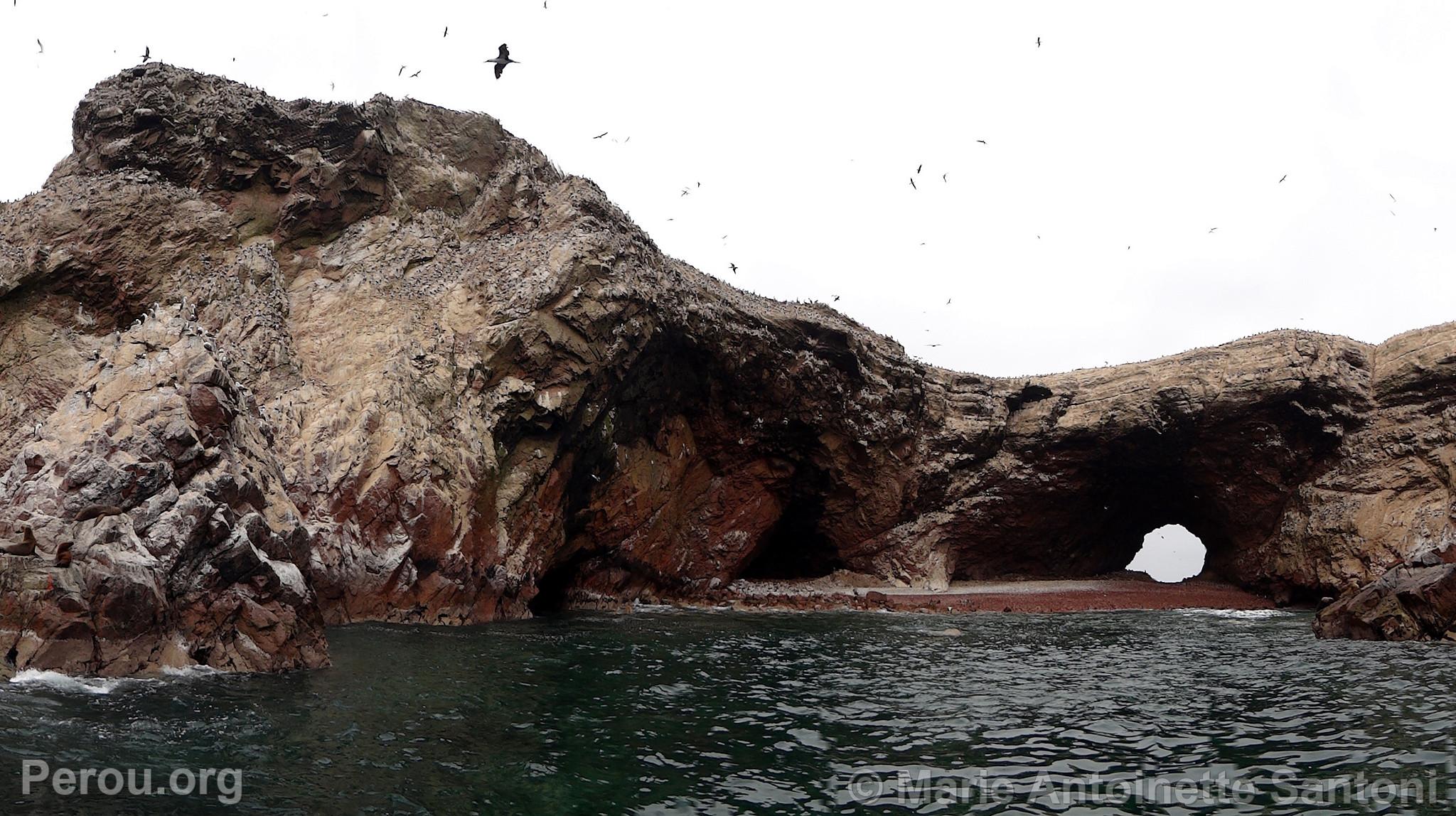 Iles Ballestas, Paracas