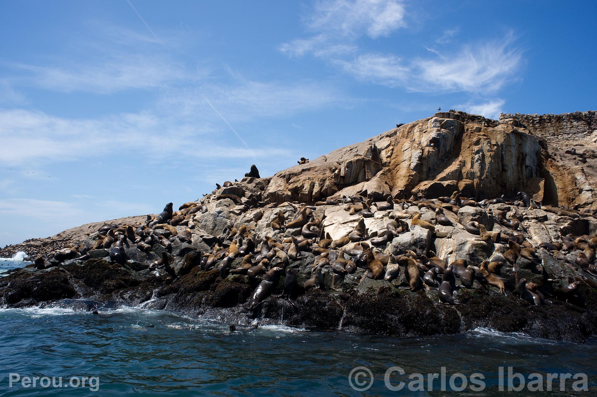 Loups marins aux îles Palomino, Callao