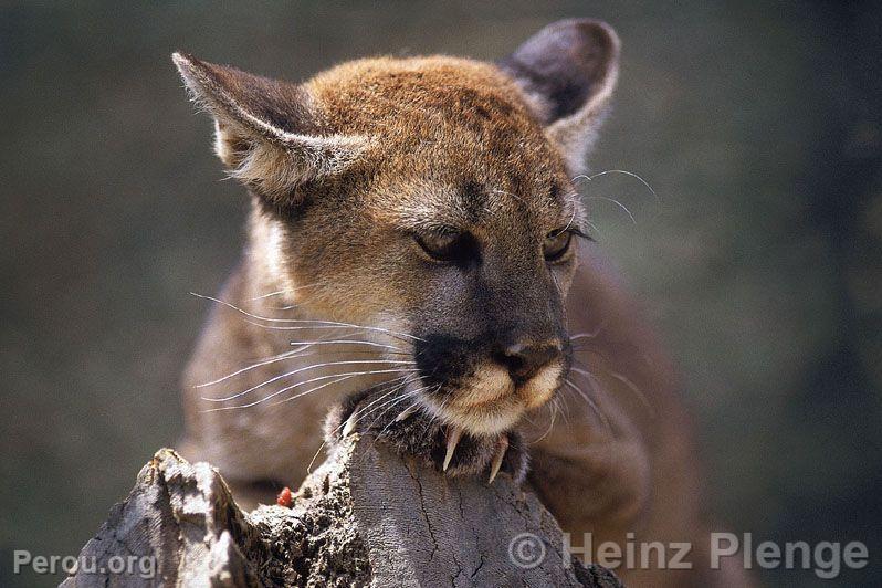 Puma dans le Parc National d'Amotape