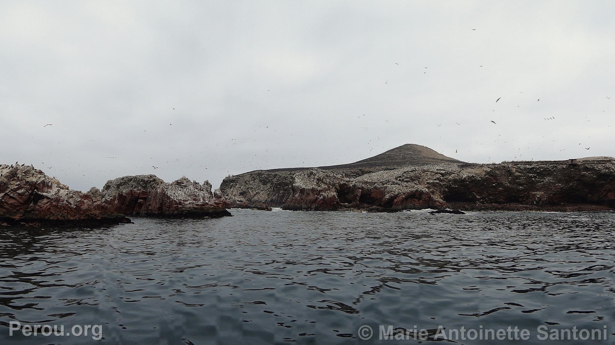 Iles Ballestas, Paracas