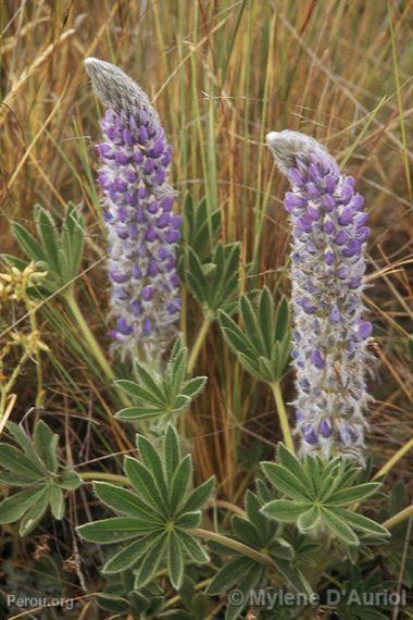 Lupins