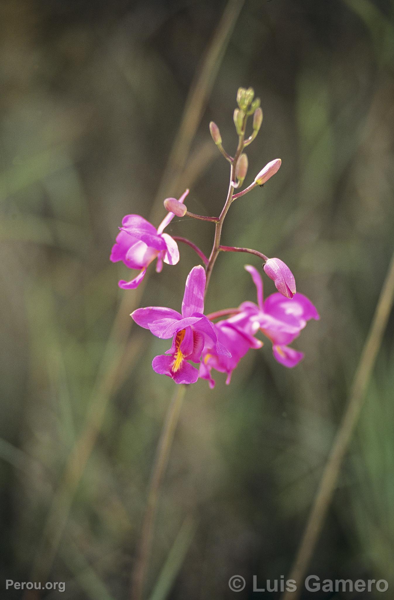 Orchide  Villa Rica