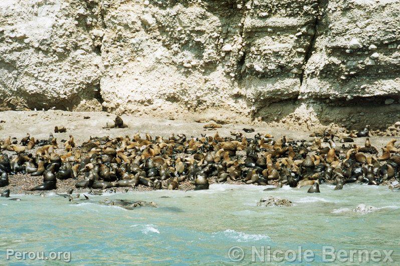 Communauté de loups de mer, Paracas