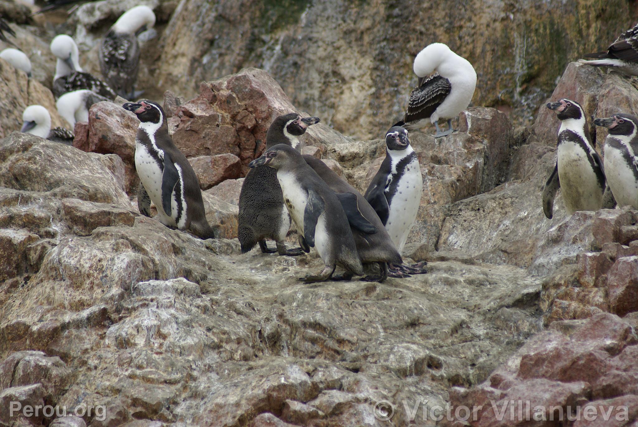 Pingouins de Humbolt