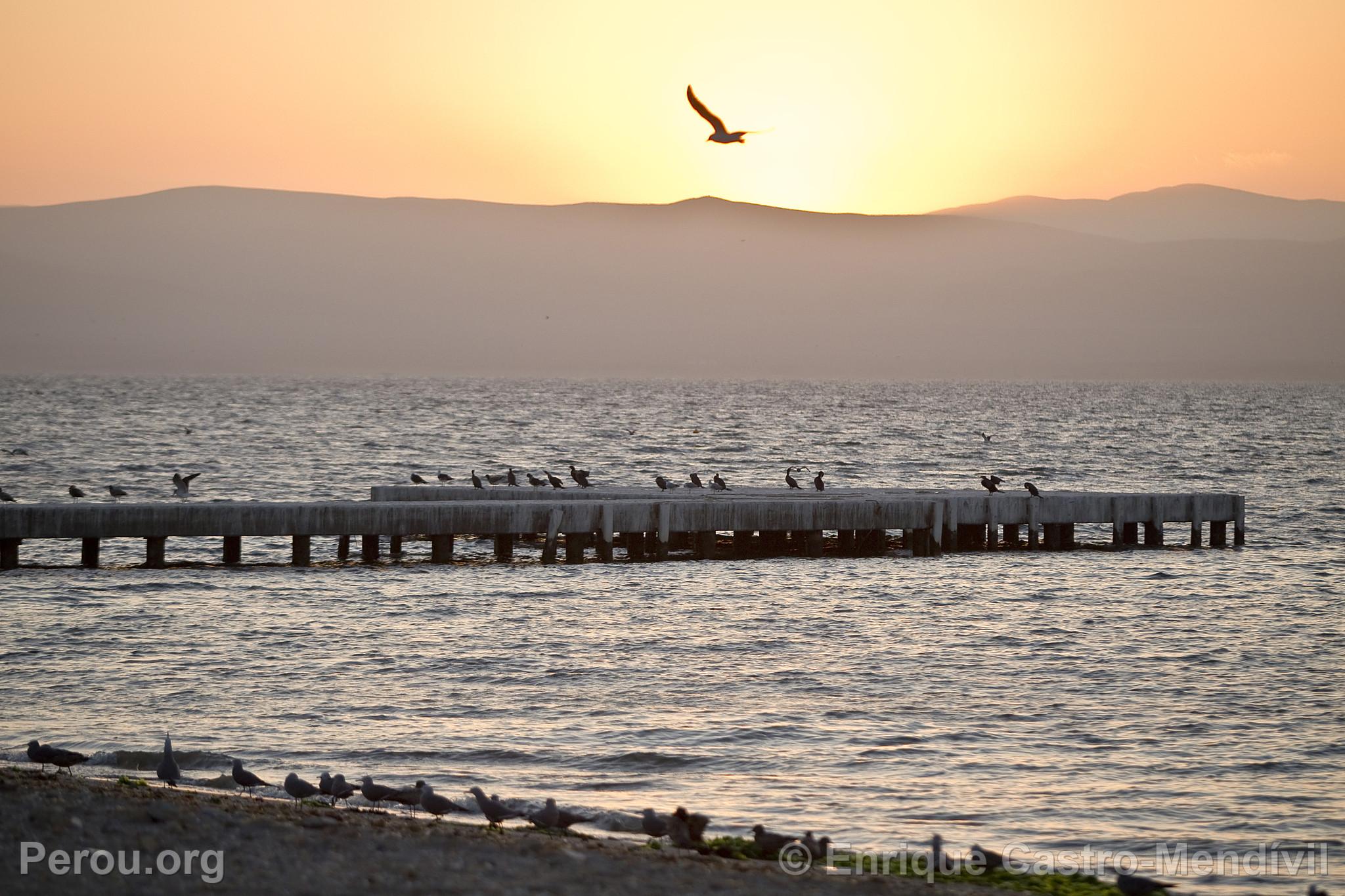 Htel Libertador de Paracas