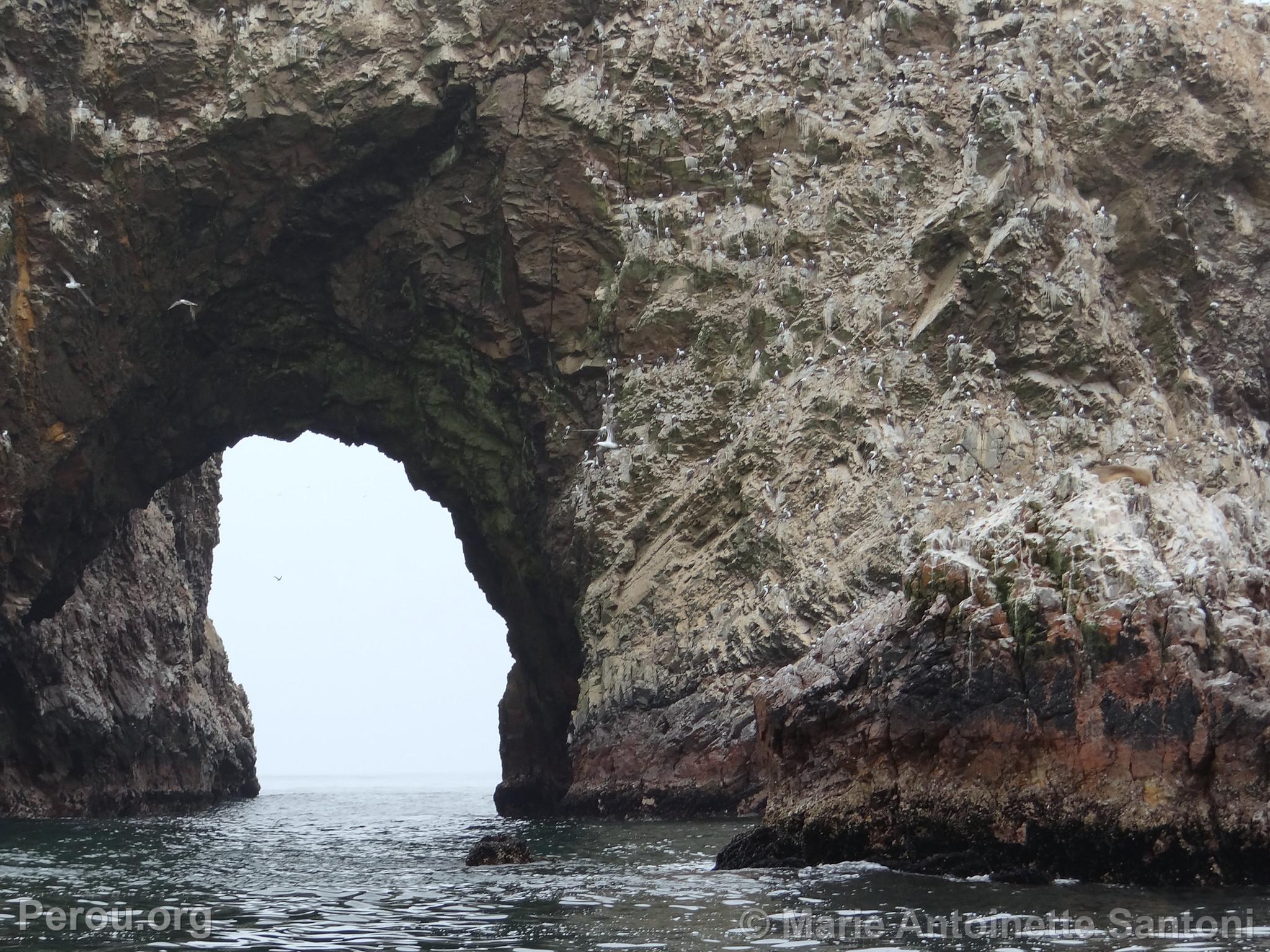 Iles Ballestas, Paracas