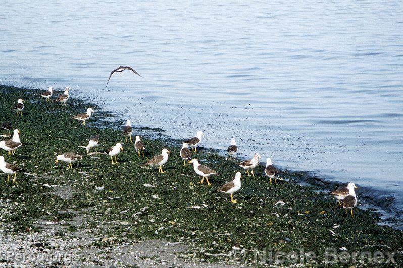 Oiseaux  Paracas