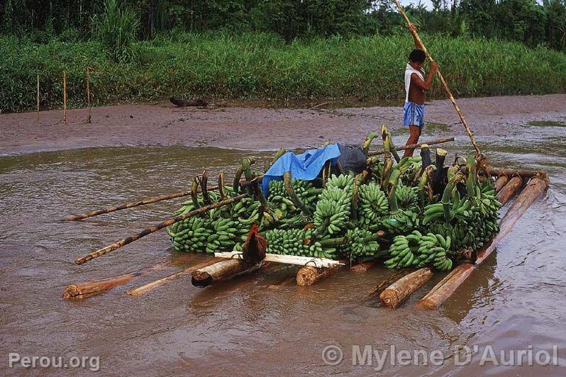 Transport de bananes