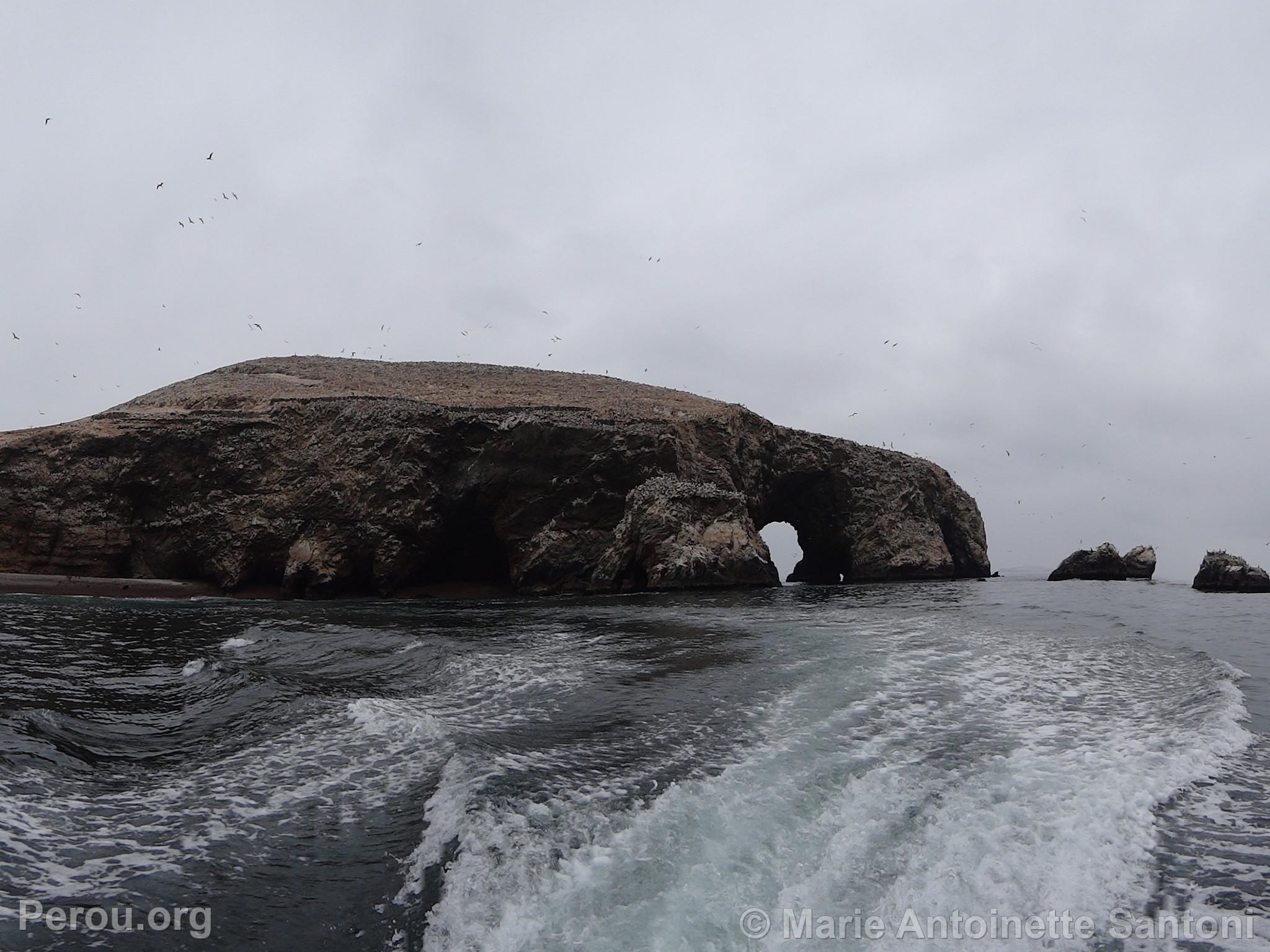 Iles Ballestas, Paracas