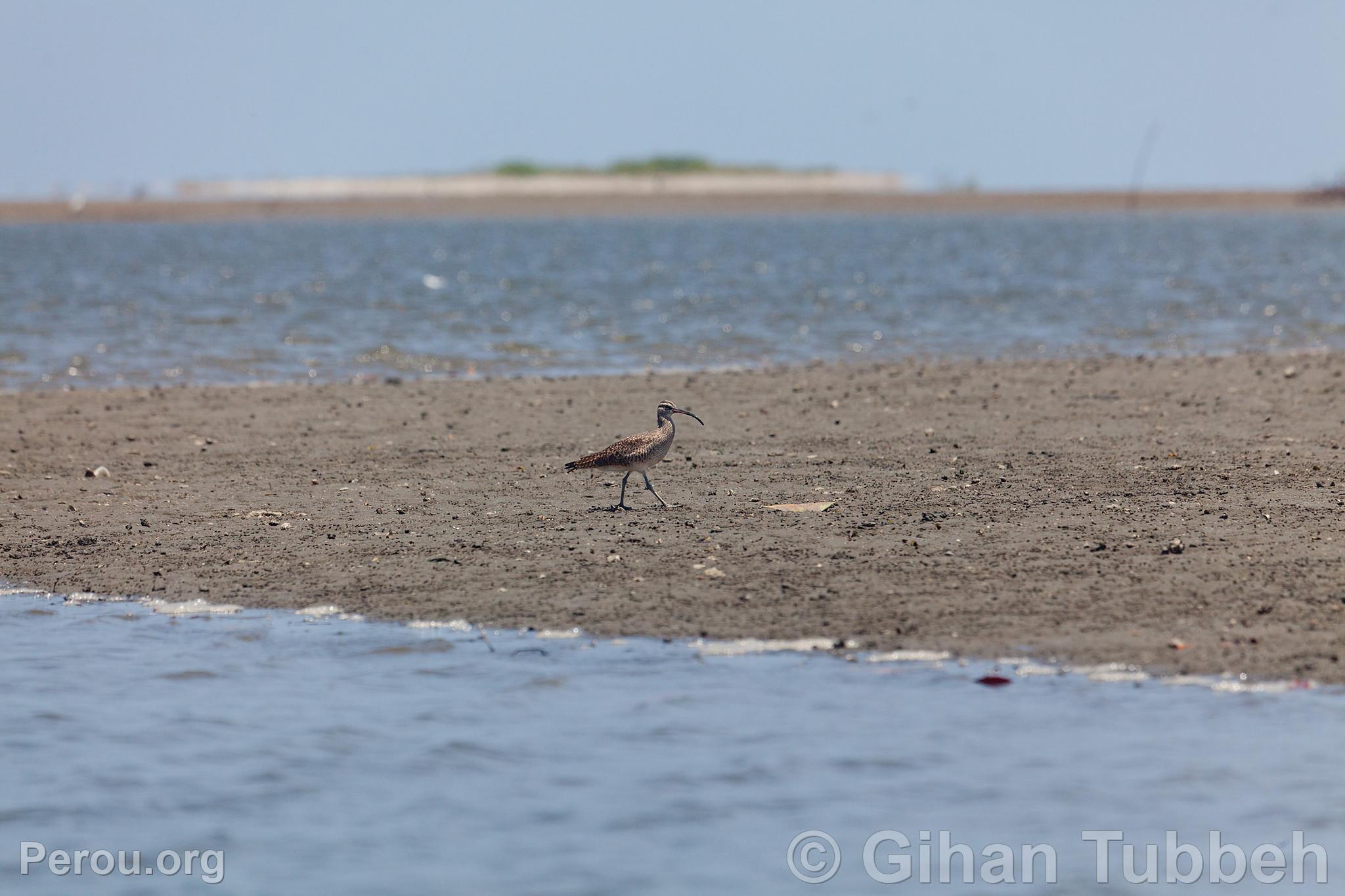 Courlis cendré aux Mangroves de Tumbes