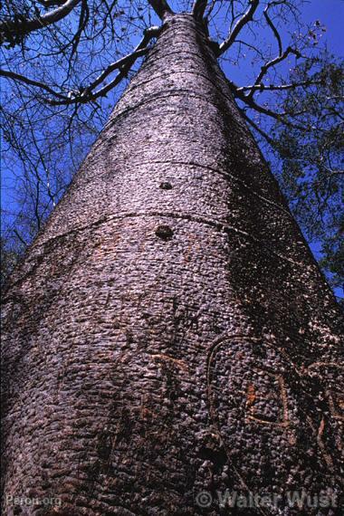 Pretino (Cavanillesia sp.)