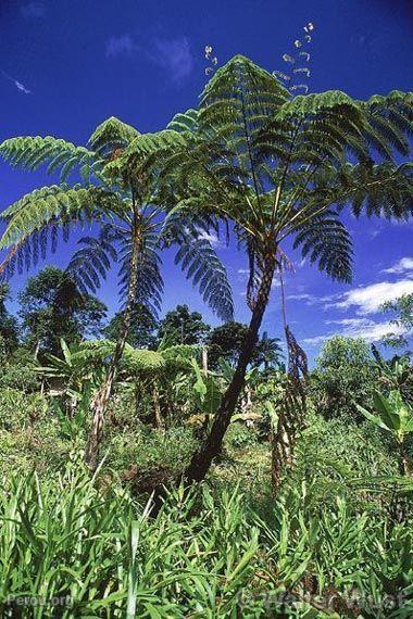 Fougre arborescente