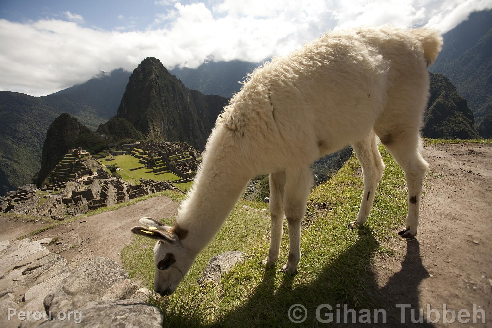 Citadelle de Machu Picchu