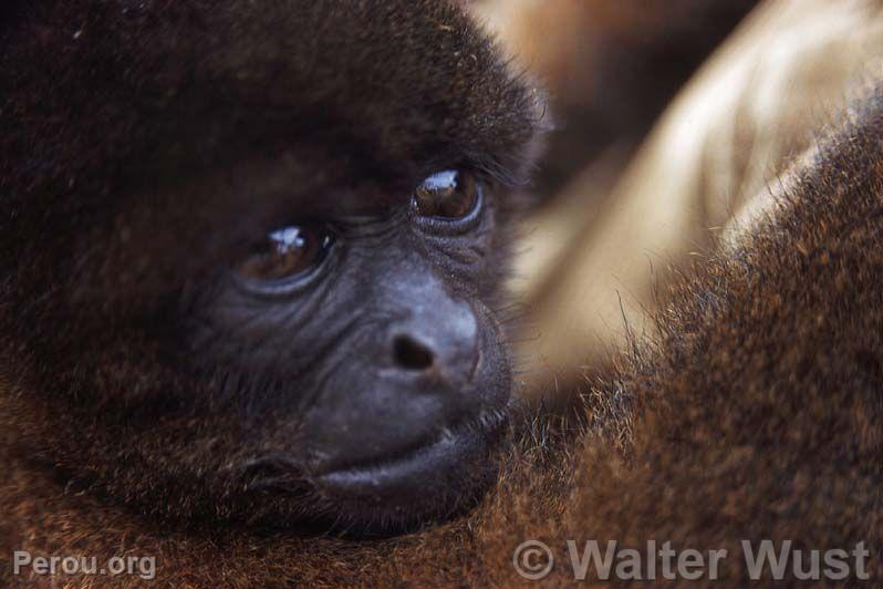 Singe laineux