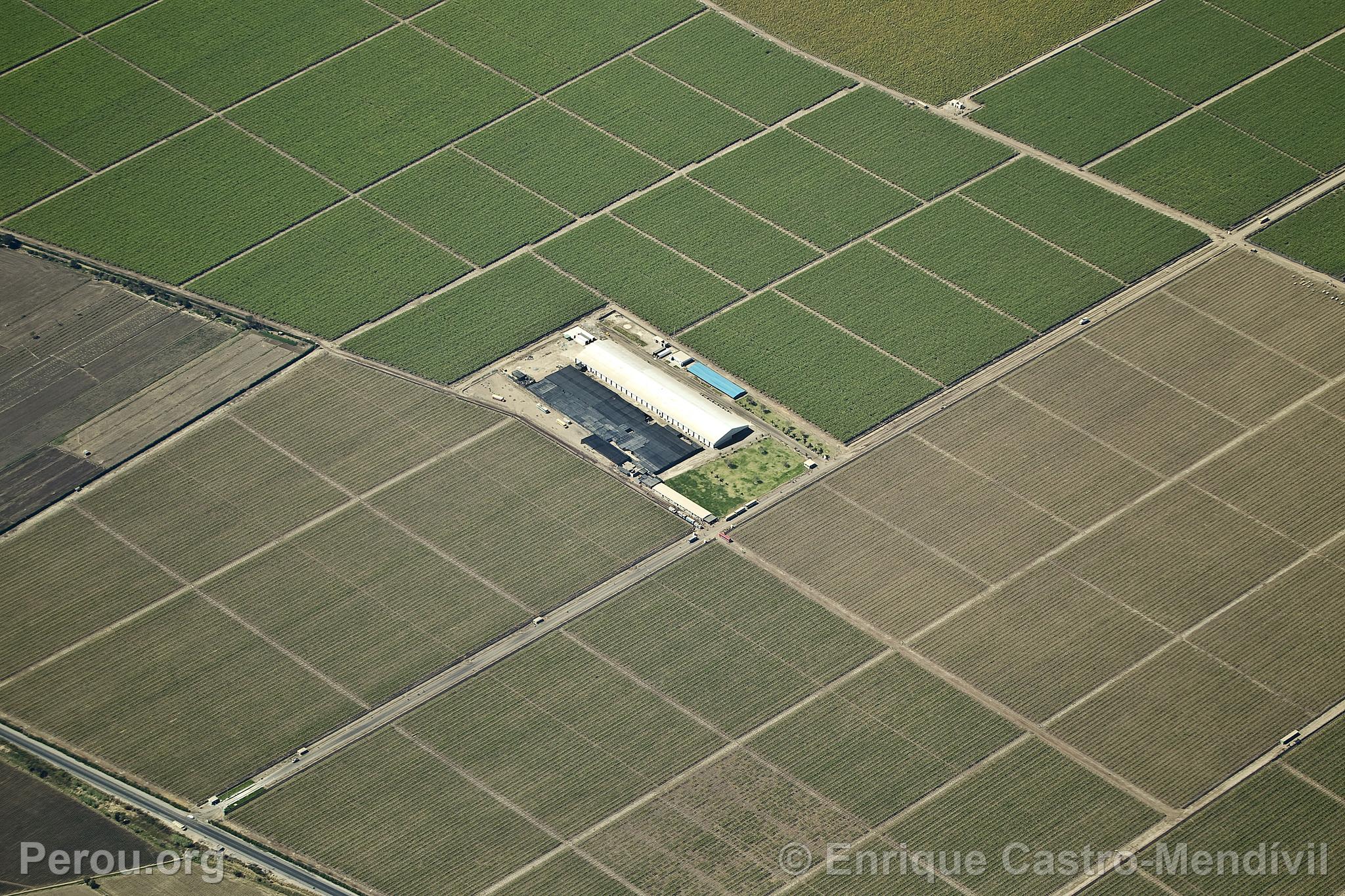Champs cultivs  Nasca, Nazca