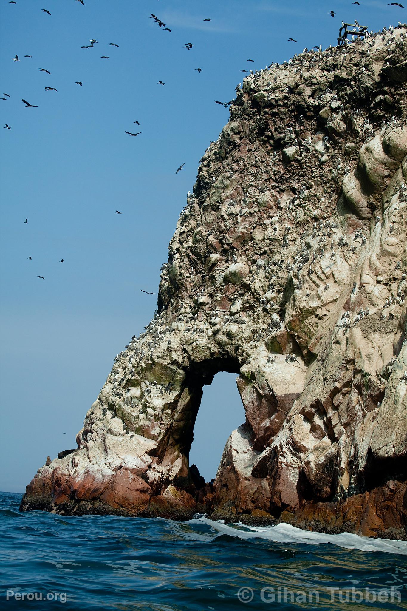 Iles Ballestas, Paracas