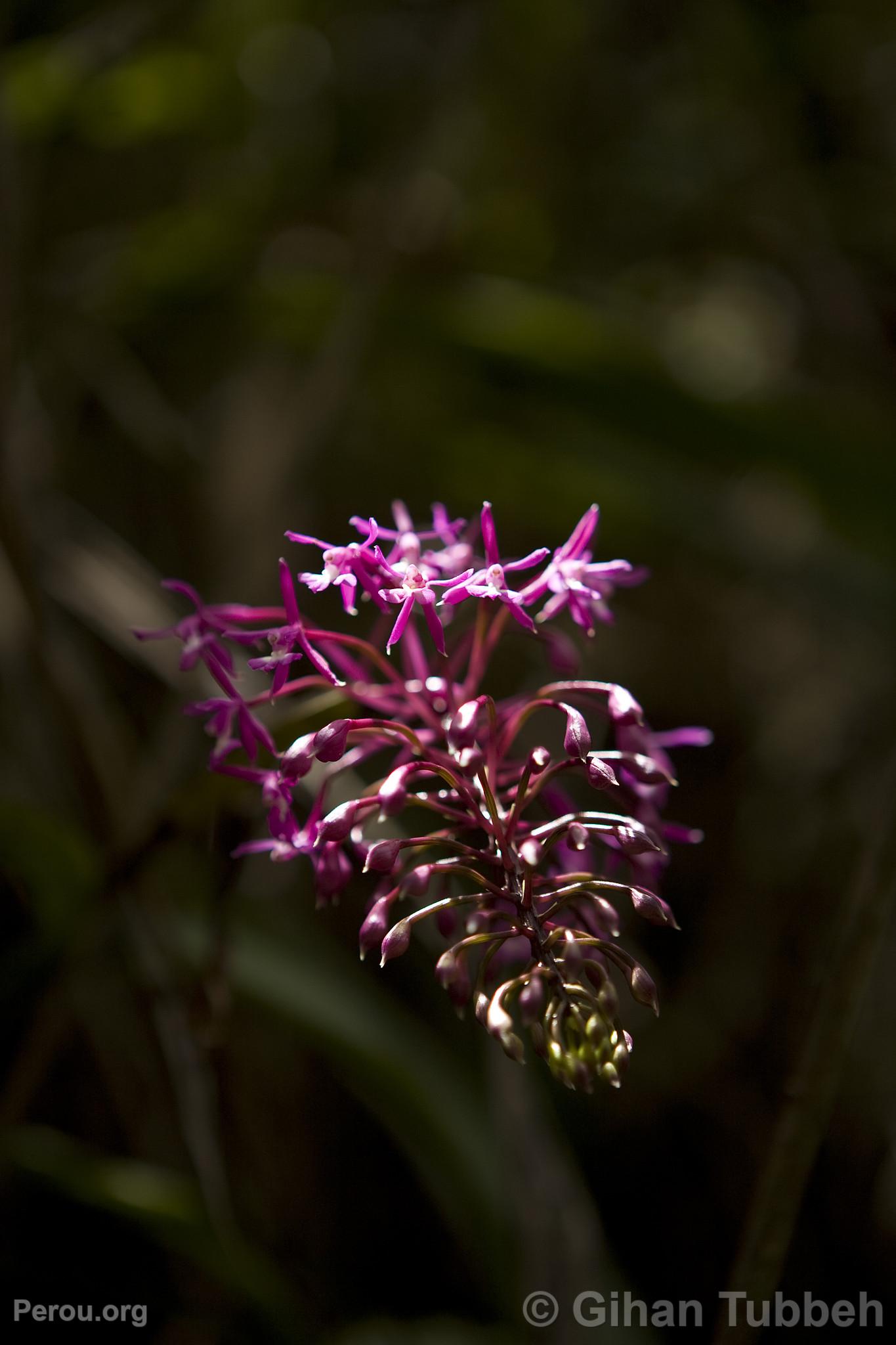 Orchide en Route pour Choquequirao