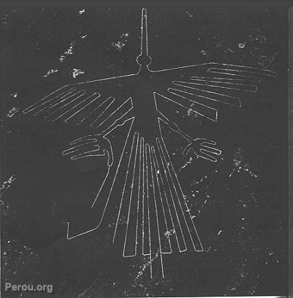 L'Oiseau, Nazca
