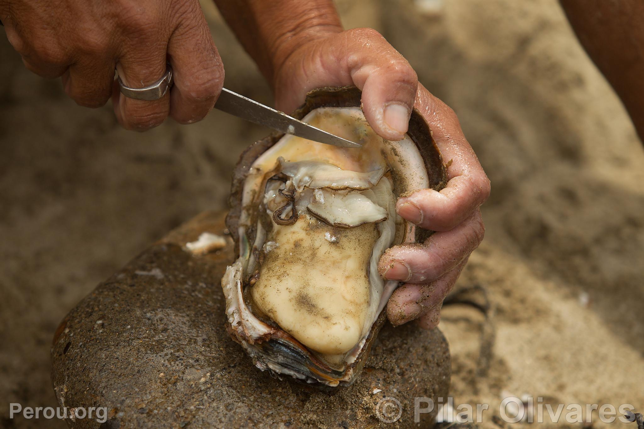 Récolte de mollusques