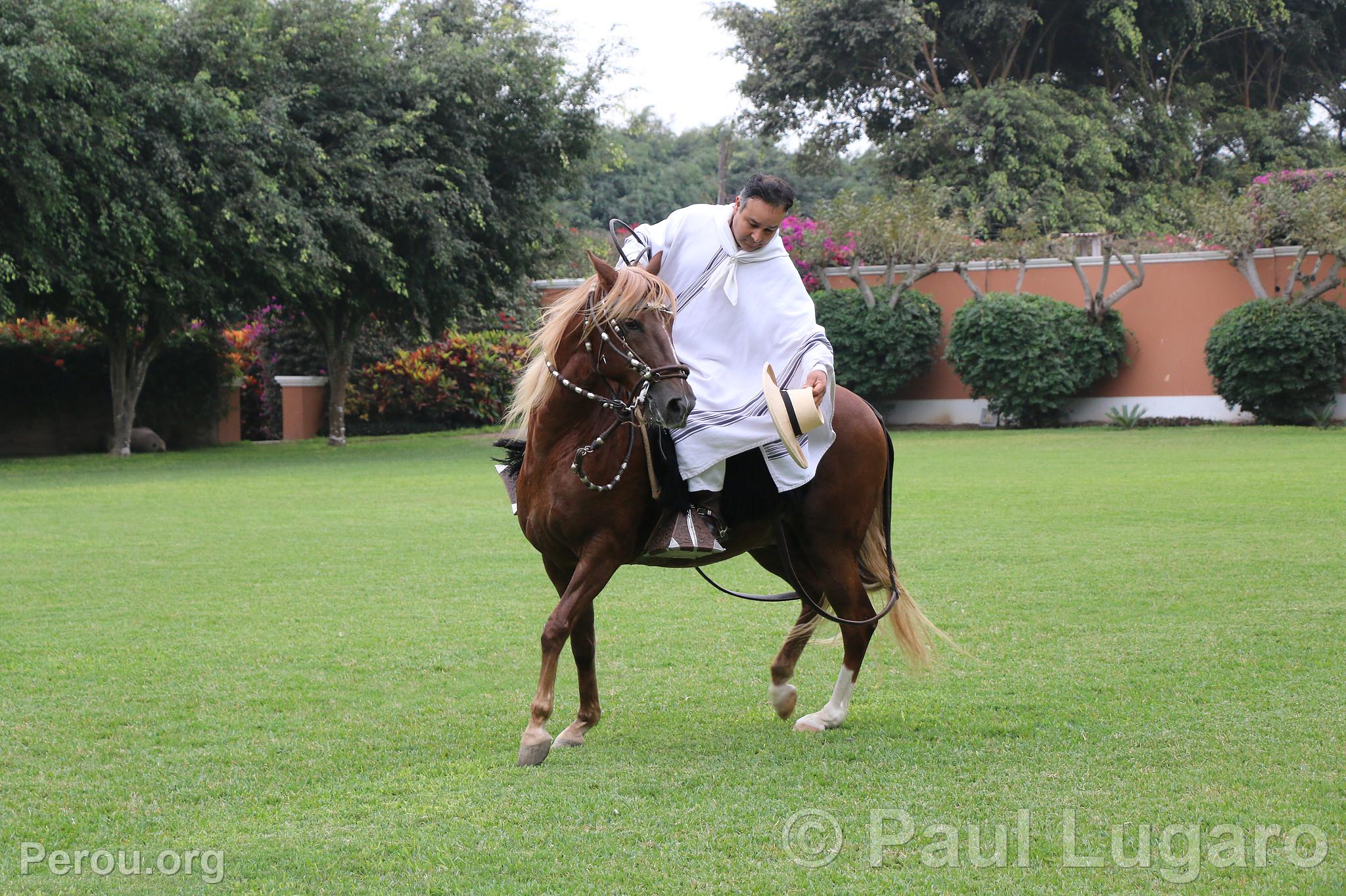 Cheval de pas