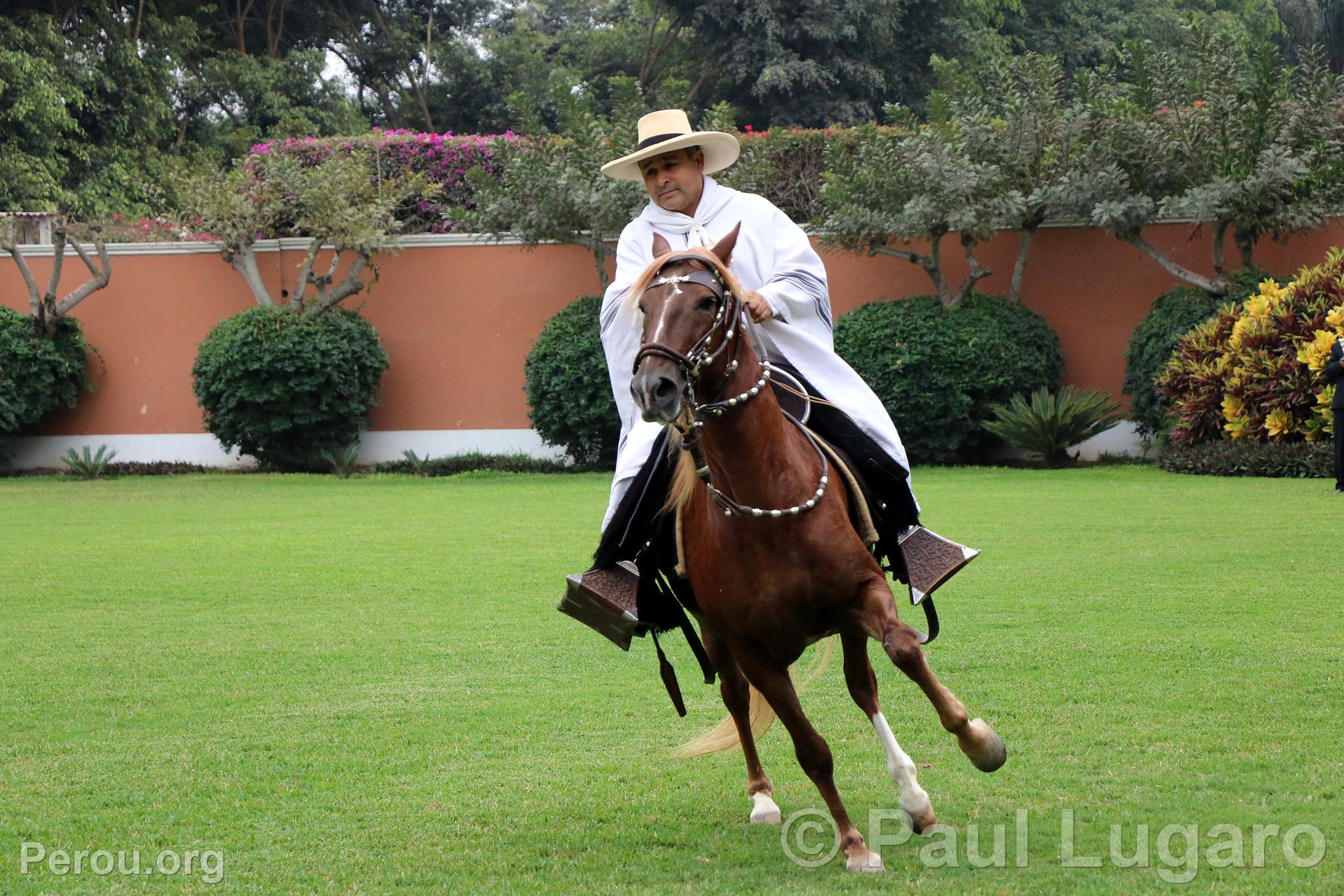 Cheval de pas