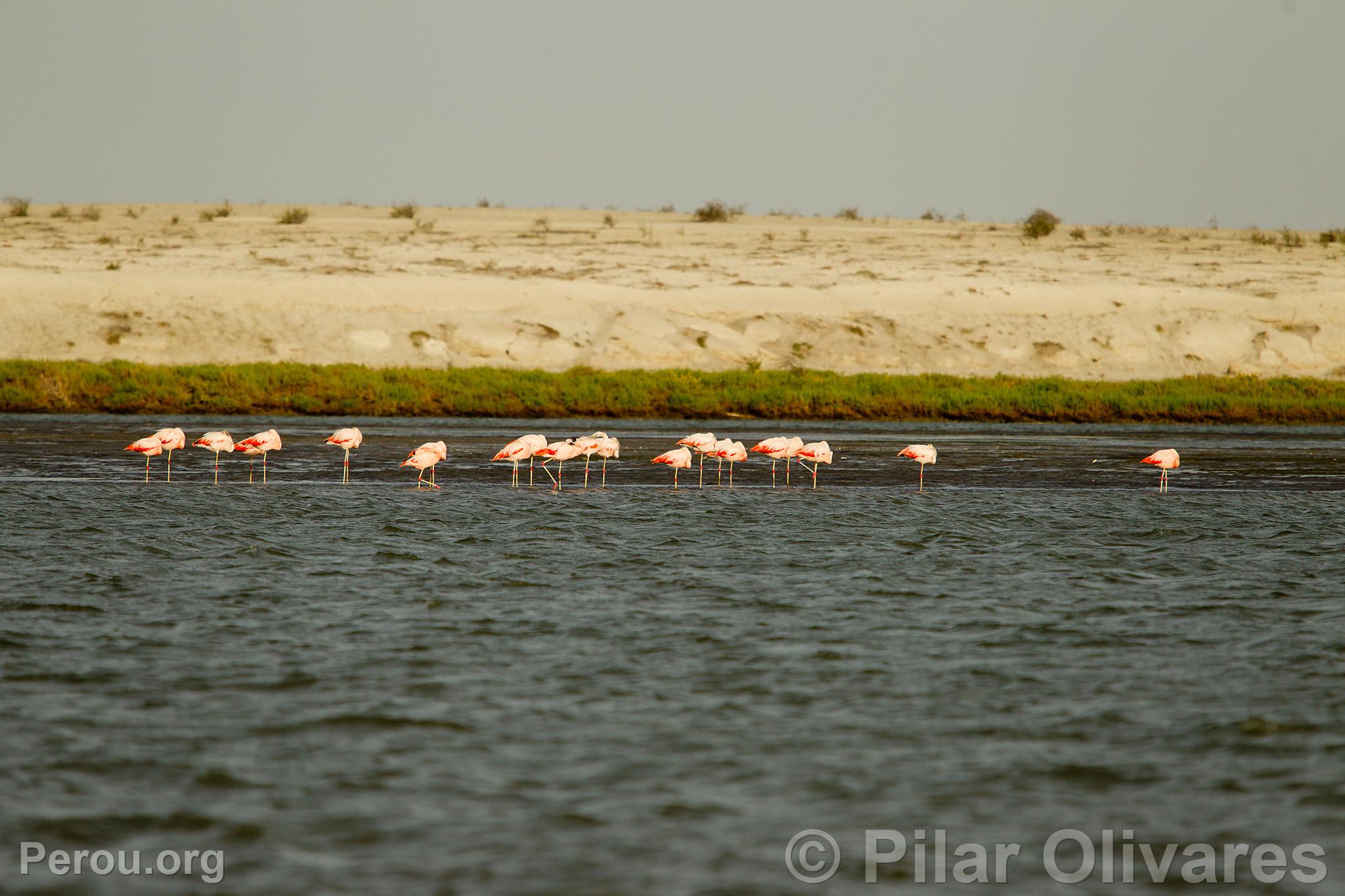 Flamants roses