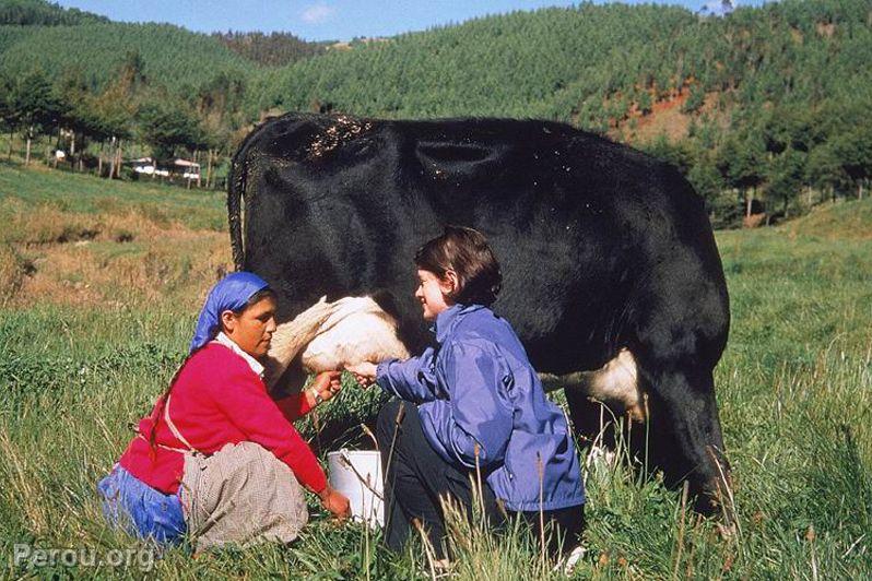 Ferme Porcn, Cajamarca