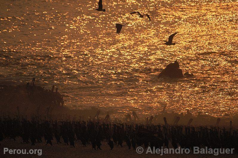 Coucher de soleil  Punta Coles