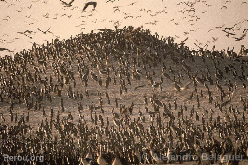 Oiseaux  Punta Coles