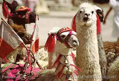 Alpagas, Colca