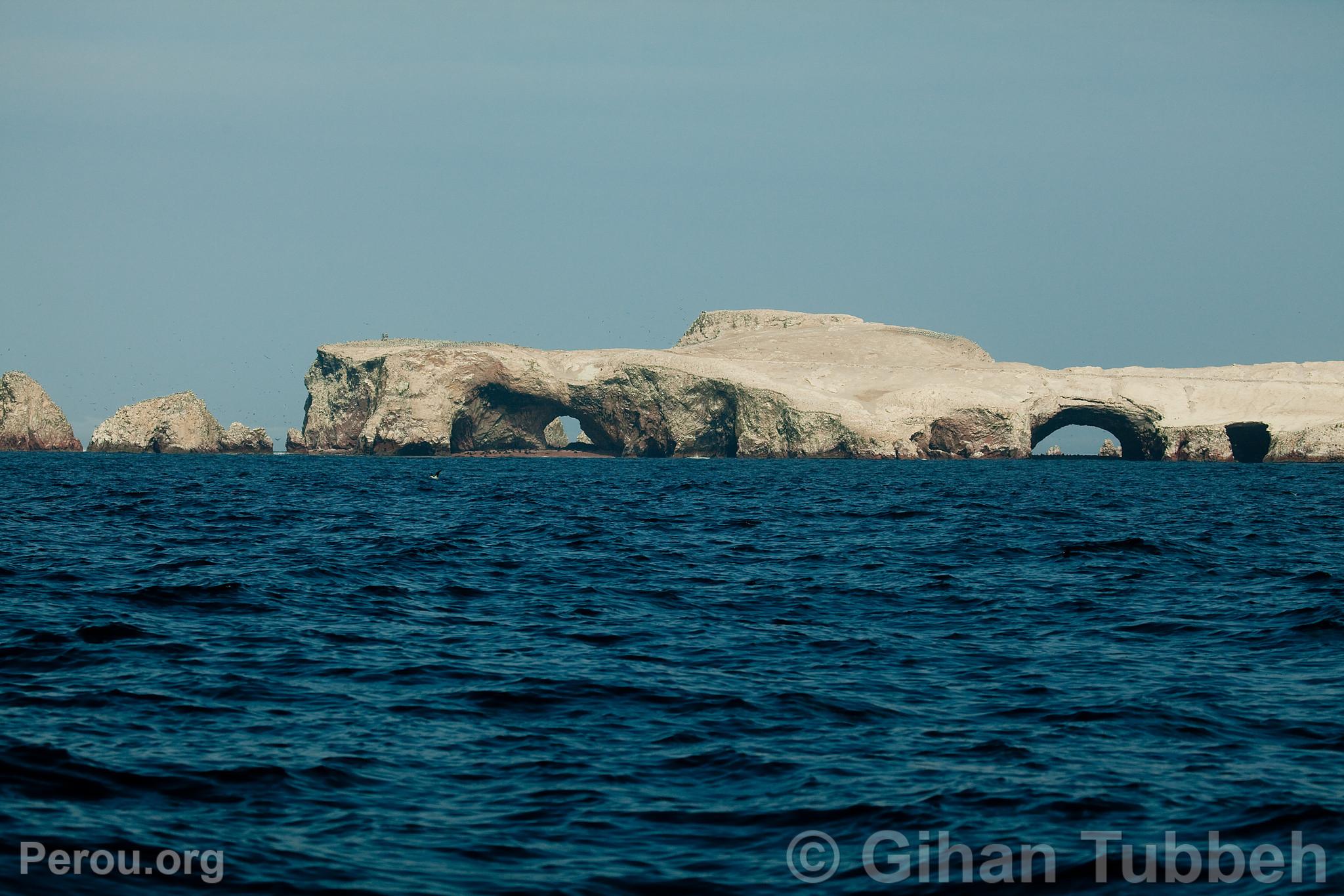 Iles Ballestas, Paracas