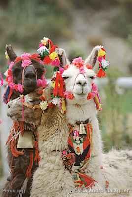 Lamas, Colca