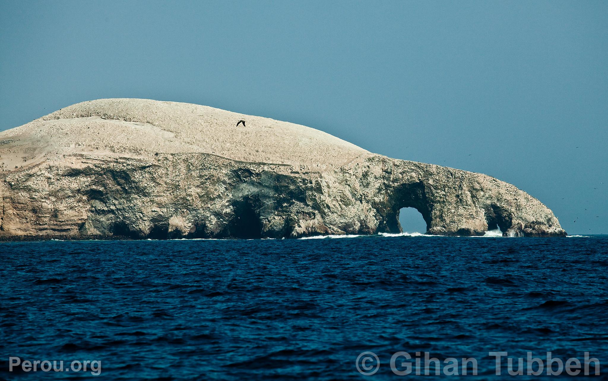 Iles Ballestas, Paracas