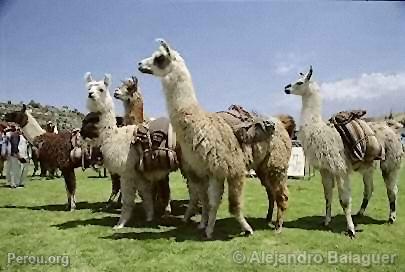 Lamas, Colca