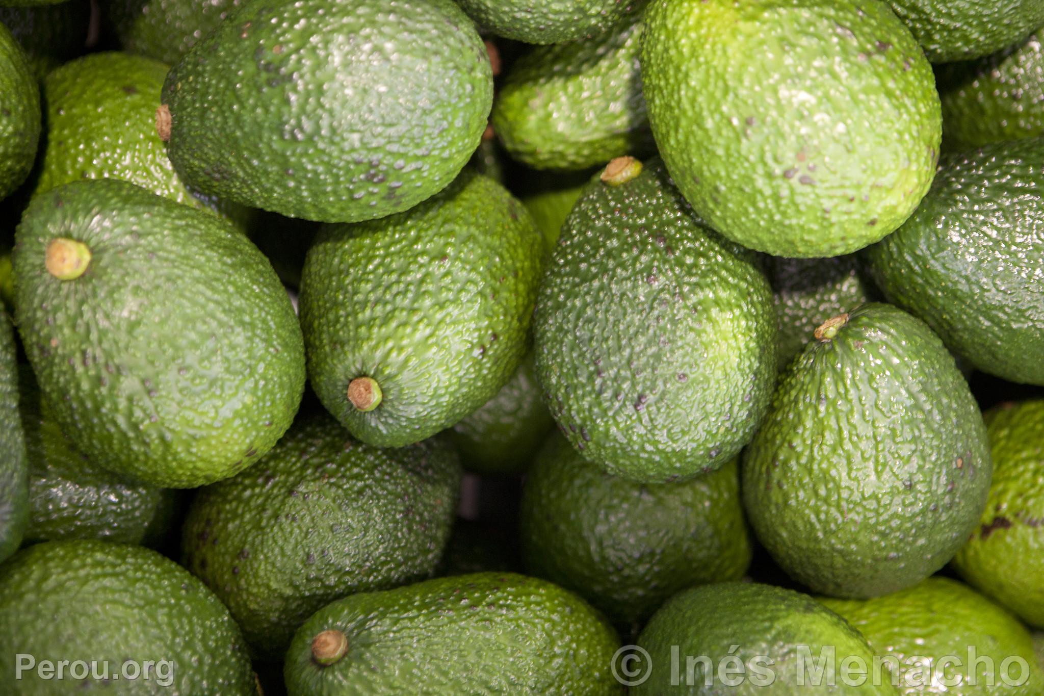 Avocat Hass